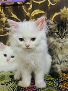 Pure punch face Persian Kittens