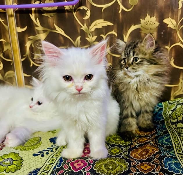 Pure punch face Persian Kittens 4