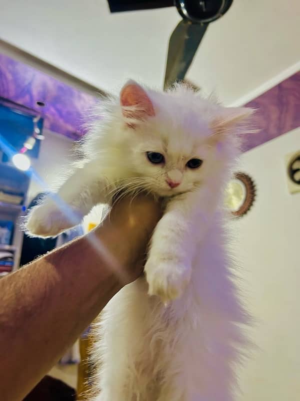 Pure punch face Persian Kittens 5