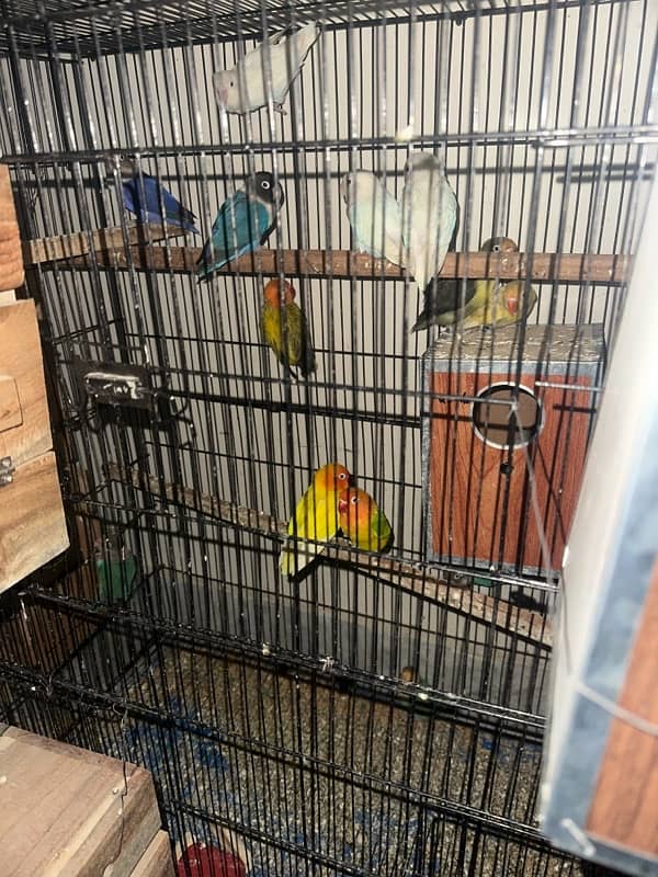 lovebirds breeder pairs 1