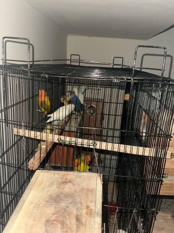 lovebirds breeder pairs 3