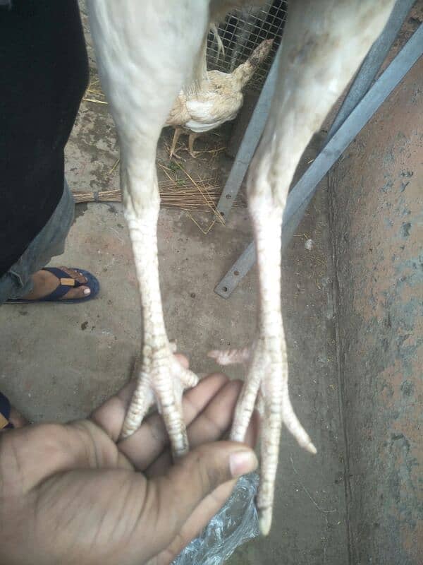 heera Aseel pair for sale 3