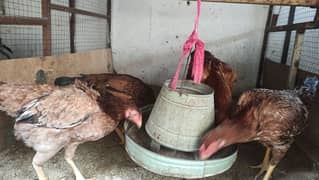 Aseel/Fancy Hens (Colombian Light Brahma, Gold Patridge)