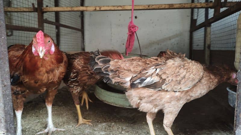 Aseel/Fancy Hens (Colombian Light Brahma, Gold Patridge) 1