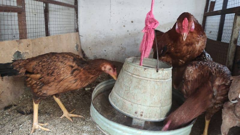 Aseel/Fancy Hens (Colombian Light Brahma, Gold Patridge) 3