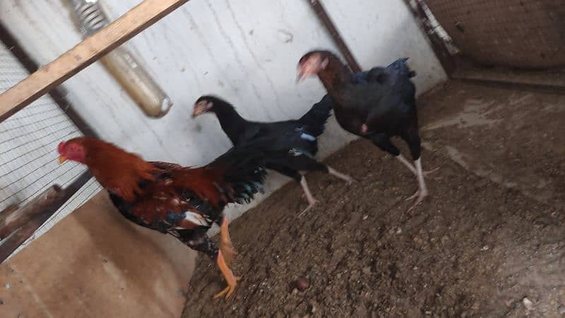 Aseel/Fancy Hens (Colombian Light Brahma, Gold Patridge) 4