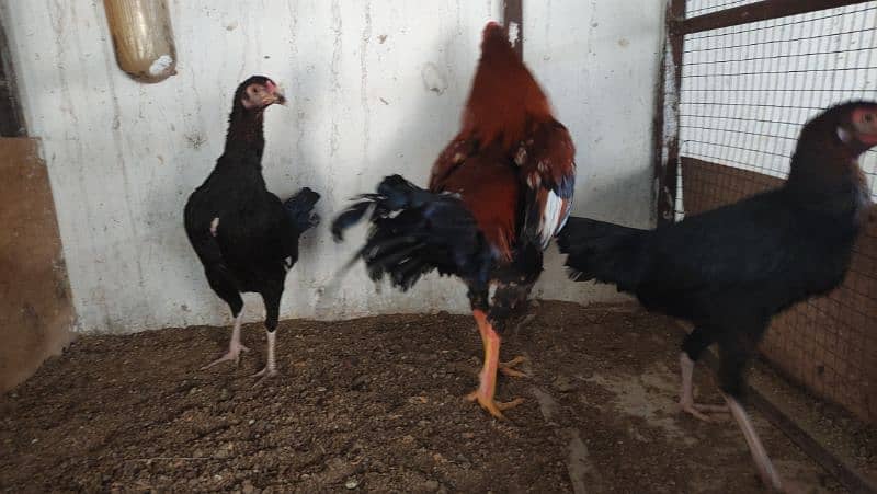 Aseel/Fancy Hens (Colombian Light Brahma, Gold Patridge) 5