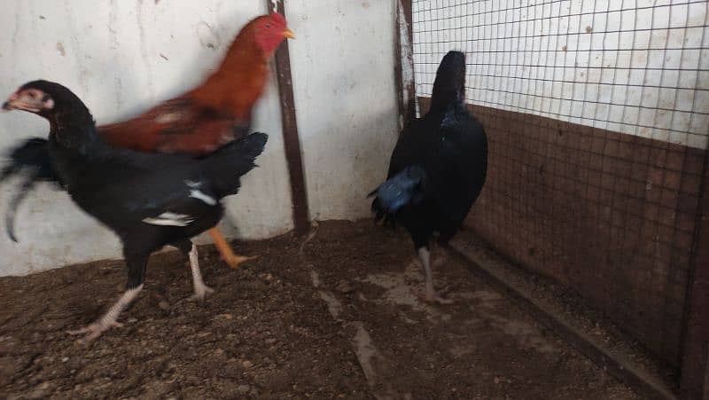 Aseel/Fancy Hens (Colombian Light Brahma, Gold Patridge) 6