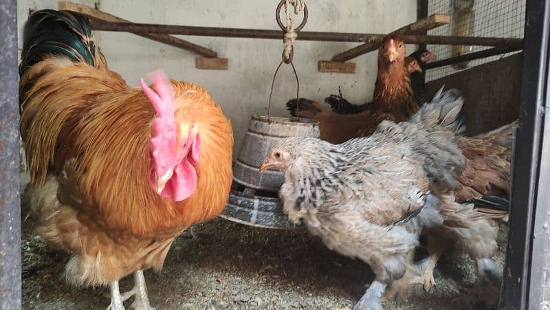 Aseel/Fancy Hens (Colombian Light Brahma, Gold Patridge) 7