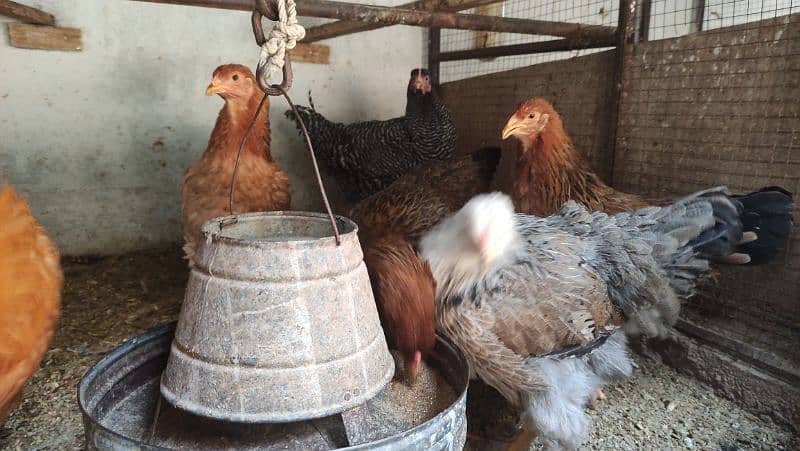 Aseel/Fancy Hens (Colombian Light Brahma, Gold Patridge) 8