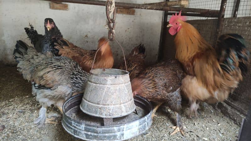 Aseel/Fancy Hens (Colombian Light Brahma, Gold Patridge) 10