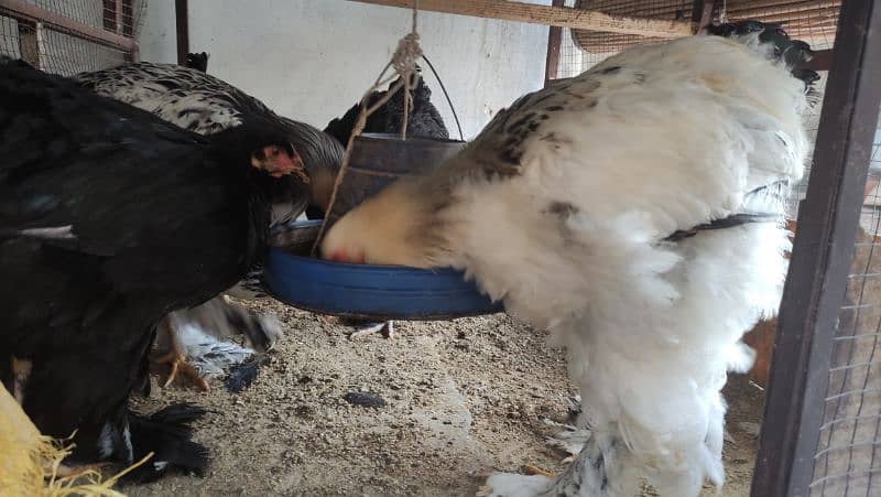 Aseel/Fancy Hens (Colombian Light Brahma, Gold Patridge) 11