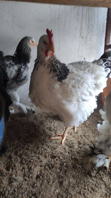 Aseel/Fancy Hens (Colombian Light Brahma, Gold Patridge) 13