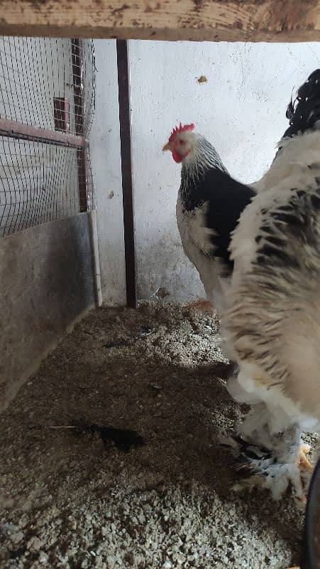 Aseel/Fancy Hens (Colombian Light Brahma, Gold Patridge) 14