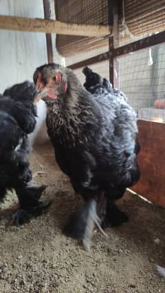 Aseel/Fancy Hens (Colombian Light Brahma and Black Buff)