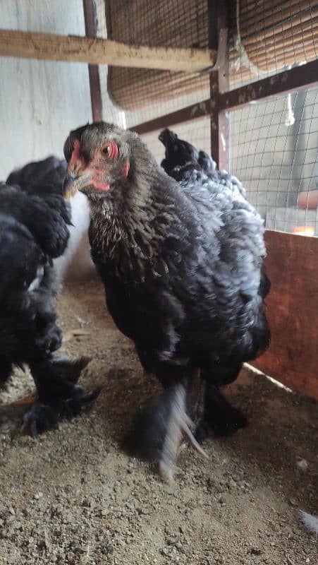 Aseel/Fancy Hens (Colombian Light Brahma, Gold Patridge) 15