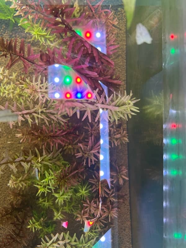 Rotala Rotundifolia live plant 2