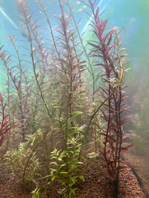 Rotala Rotundifolia live plant 4