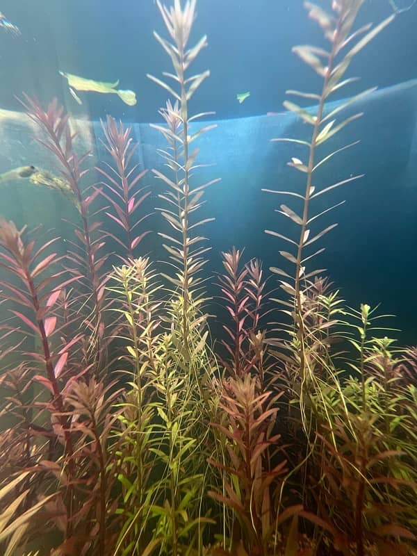 Rotala Rotundifolia live plant 5