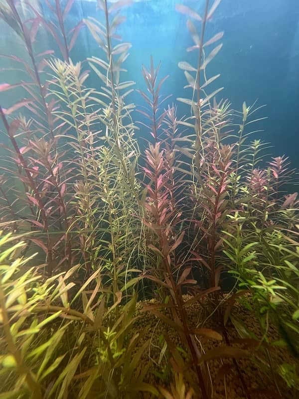 Rotala Rotundifolia live plant 6