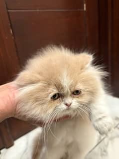 tripple coated persian male 2 months