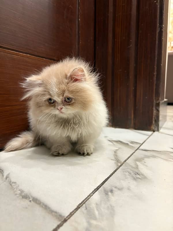 tripple coated persian male 2 months 1