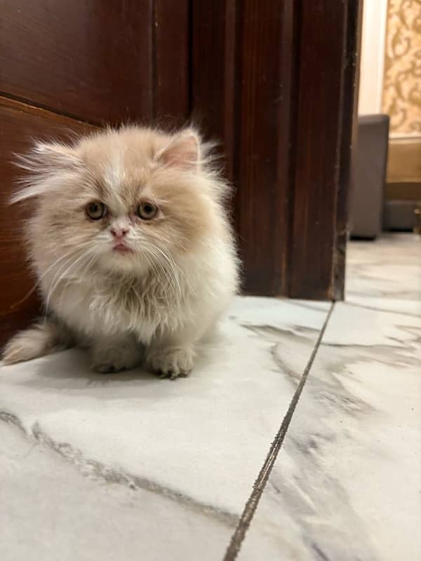 tripple coated persian male 2 months 2