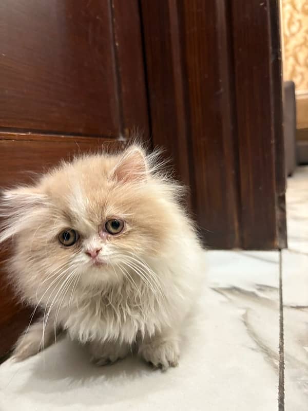 tripple coated persian male 2 months 3