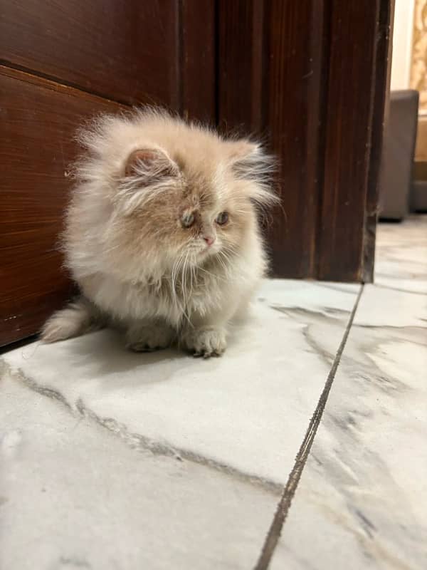 tripple coated persian male 2 months 4