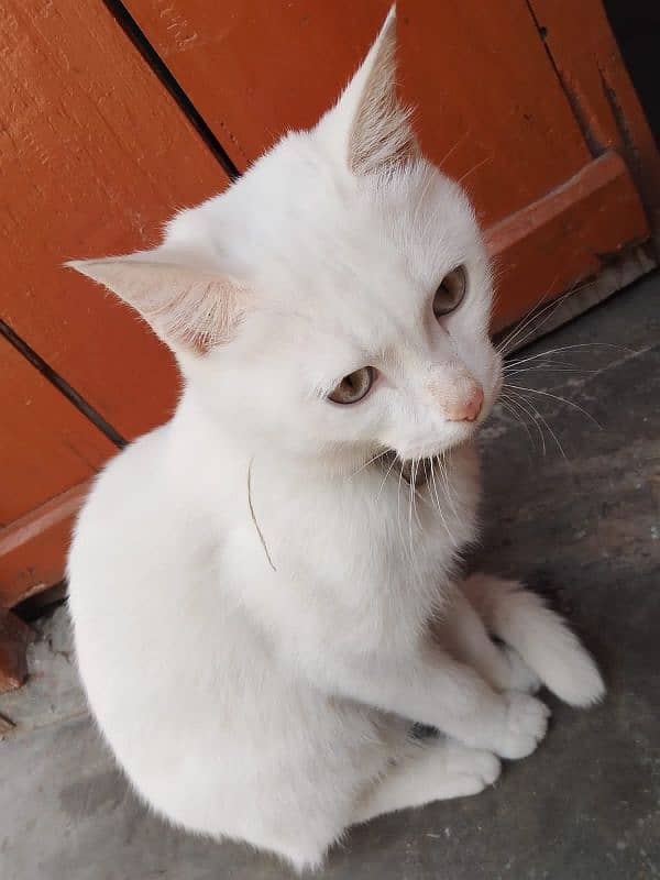 persian triple coat ka kitten han 14