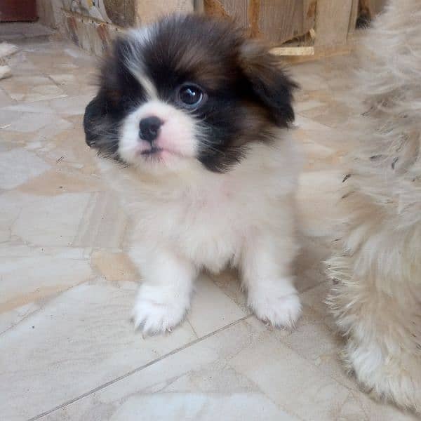 shihtzu puppy 0