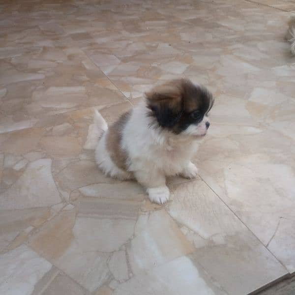 shihtzu puppy 1