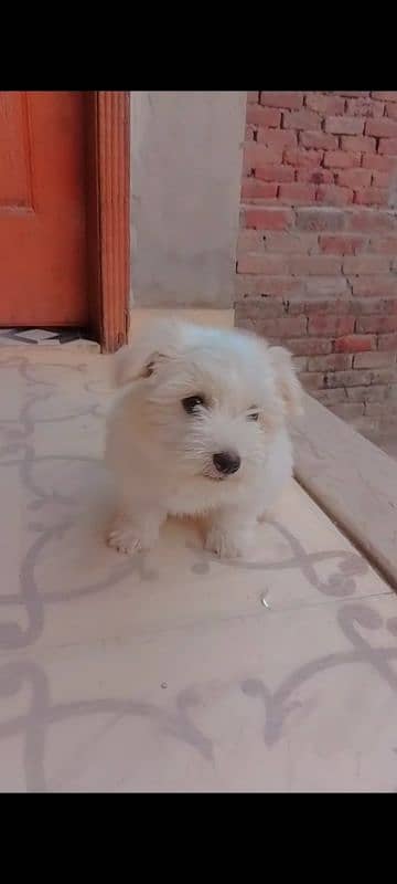 baby female dog 1