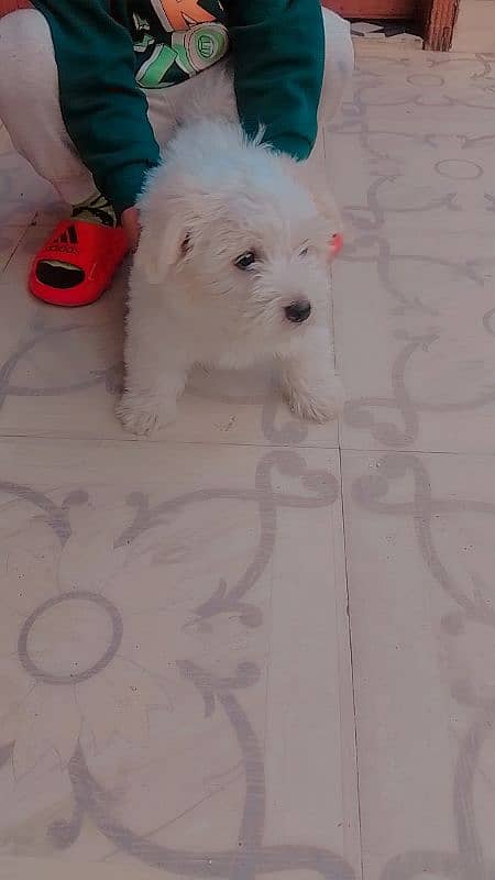 baby female dog 2