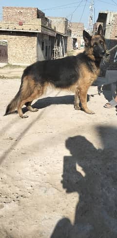 German shepherd long breeder female