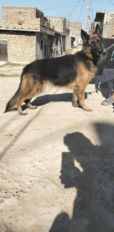 German shepherd long breeder female 0