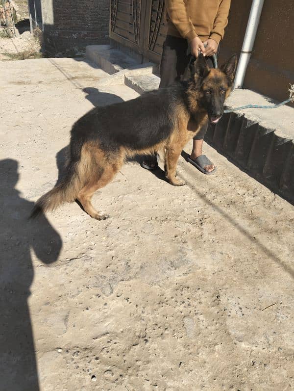 German shepherd long breeder female 1