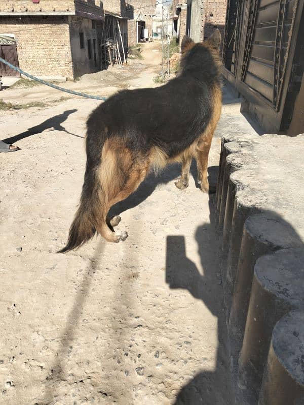 German shepherd long breeder female 2