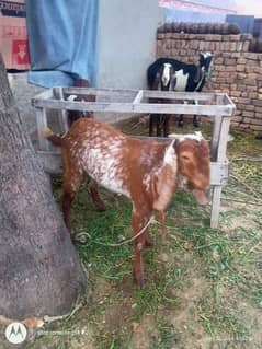 4 Bakry Qurbani K liay tyar