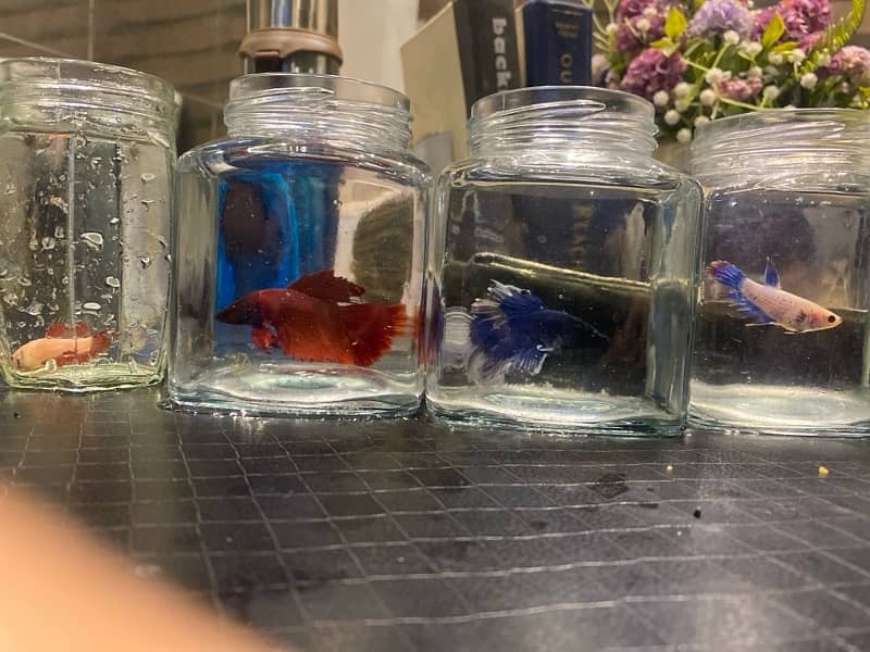 betta 0