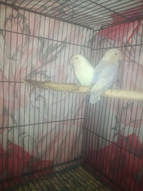 love bird 0