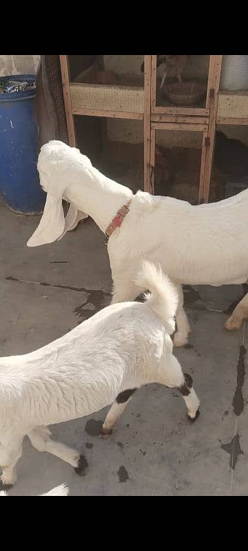 bakri for sale 1