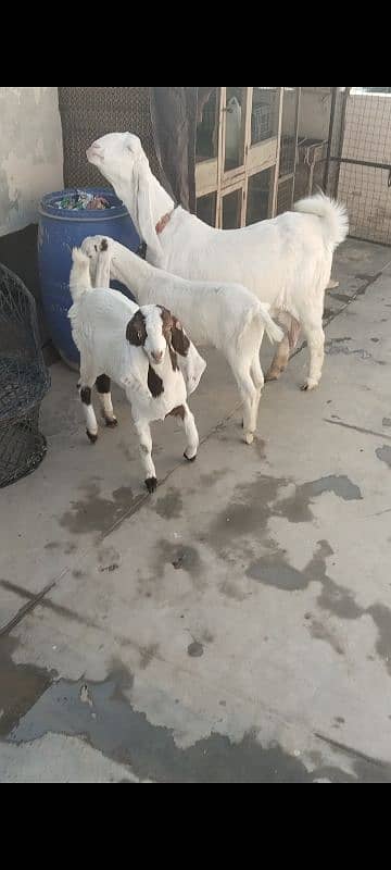 bakri for sale 2