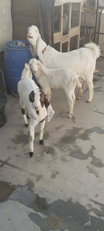 bakri for sale 3