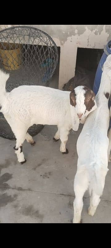 bakri for sale 5