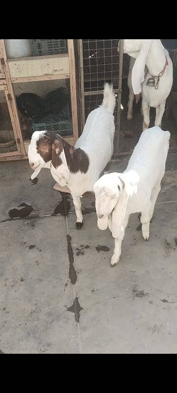 bakri for sale 6