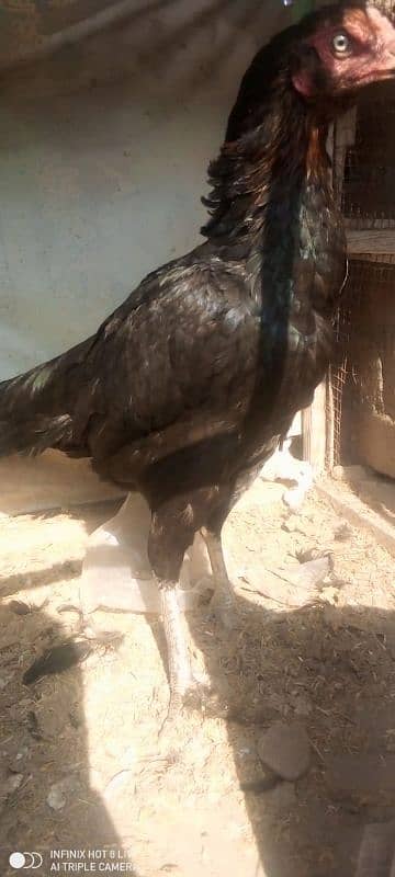 Aseel hen, Burmi cross, urgent sale 03004308604 0