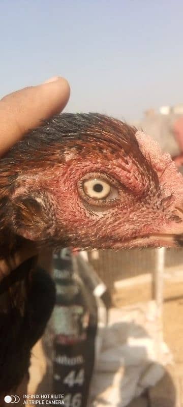 Aseel hen, Burmi cross, urgent sale 03004308604 3