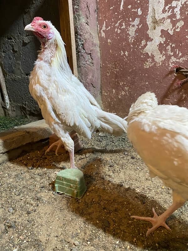 hen for sale 2