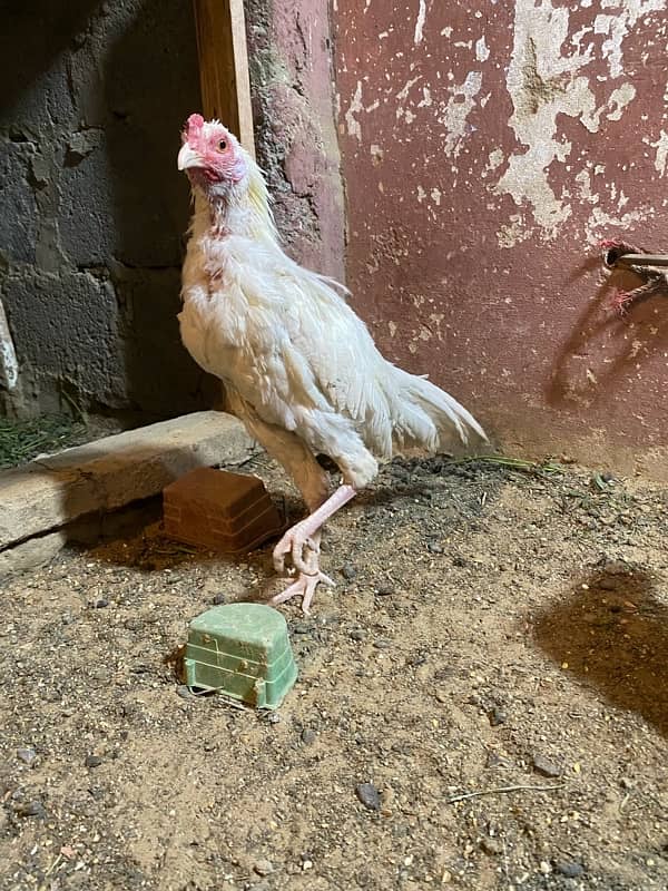 hen for sale 3